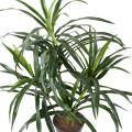 Dracena artificiel Anita (Draceana)