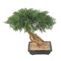 BONSAI JUNIPERUS ARTIFICIEL EN COUPE