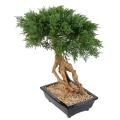BONSAI JUNIPERUS ARTIFICIEL EN COUPE