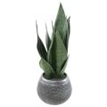 Sansevieria Artificiel 49