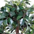 Bonsai artificiel FICUS EN COUPE