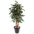 Ficus artificiel exotica