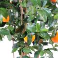 Oranger artificiel New