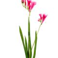 Freesia Artificiel L