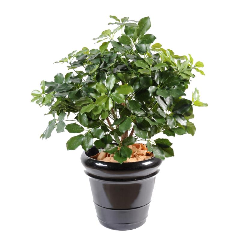 Schefflera artificiel Exotica Buisson