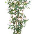 Rosier Artificiel Royal Palissade