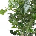 Caryota artificiel
