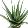 Aloe artificielle