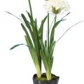 Agapanthe Artificielle en Motte