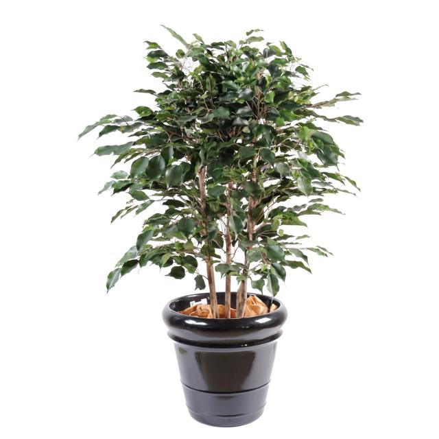 Ficus Artificiel Buisson Composé D'un Tronc en Bois