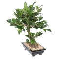 BONSAI FICUS Artificiel EN COUPE