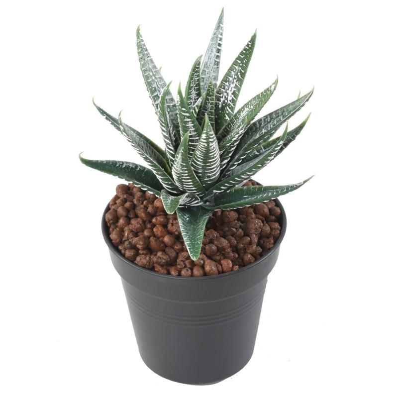 Aloe Artificielle
