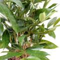 Dracena artificiel Surculosa pot