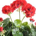 Geranium artificiel 30 cm