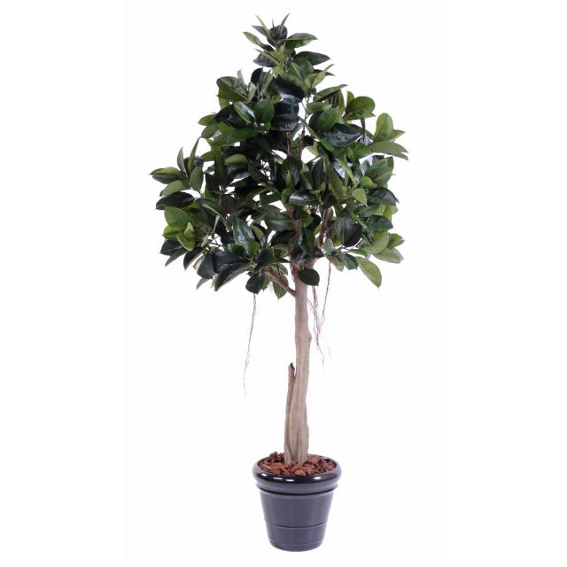 Rubber Plant Artificiel TREE S de 220 cm de Hauteur 100 cm de Diamètre