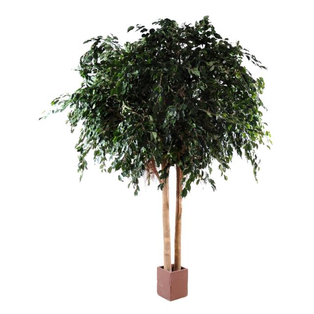 Ficus Artificiel Exotica Géant de 350 cm et 480 cm Dans UN Pot en Bois