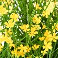 Marguerite Artificielle Mini 20 Pot