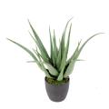 Aloe artificielle