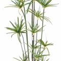 Papyrus Artificiel Alternifolius