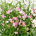 Marguerite Artificielle Mini 20 Pot