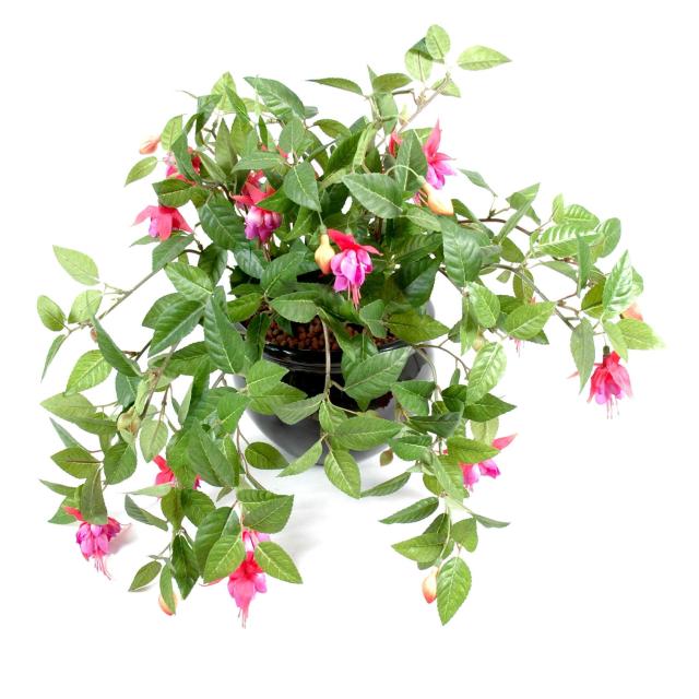 Fuchsia Artificiel en Chute de 25 cm de Hauteur Fuchsia OU Rouge/crème
