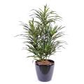 Dracena artificiel Anita (Draceana)