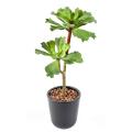 Succulente Artificielle * 2