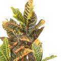 Croton 100 Artificiel
