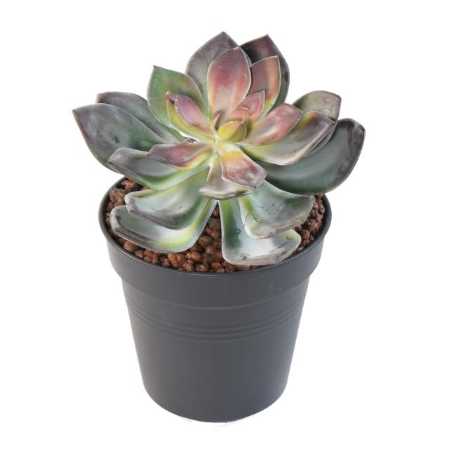 Succulente Artificielle VR