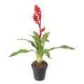 Bromelia 55 Artificiel