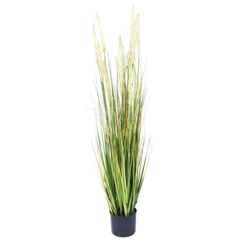 Onion Artificiel Grass Graine