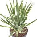 Yucca Artificiel Golden Sword