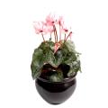 Cyclamen artificiel