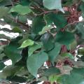 Ficus artificiel cage