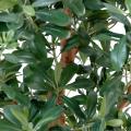 Pittosporum artificiel