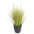 Onion Artificiel Grass Graine