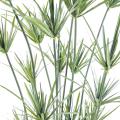 Papyrus artificiel