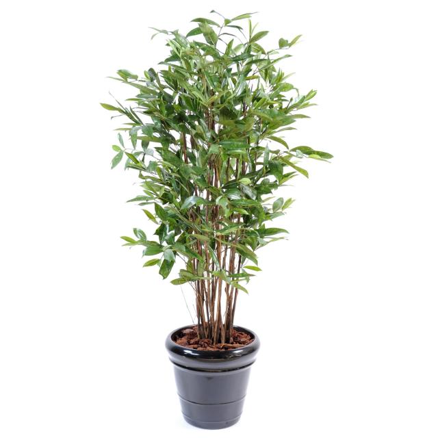 Dracena Artificiel Surculosa 120 cm et 150 cm Troncs en Bois Naturel