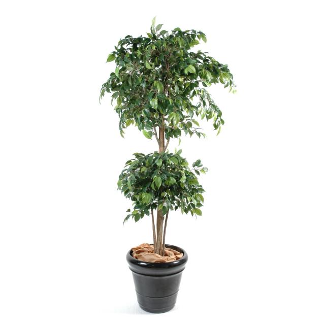 Ficus Double Boule Artificiel en 150 cm et 180 cm