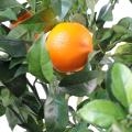 Oranger artificiel New