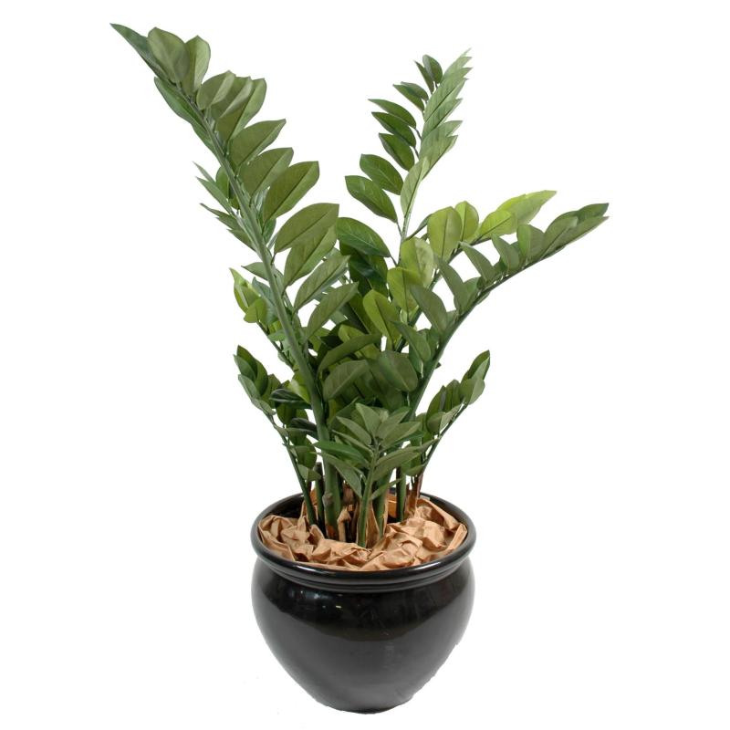 Zamia artificiel