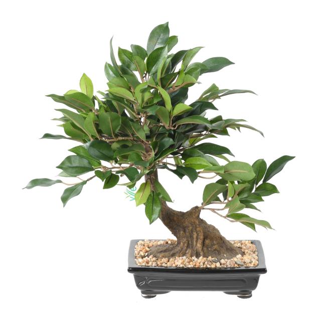 Bonsai Ficus Artificiel en Coupe - Bonsais Artificiels