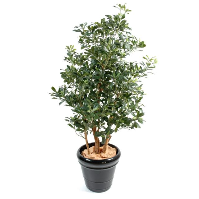 Pittosporum Artificiel de 150 cm de Hauteur