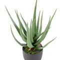 Aloe artificielle