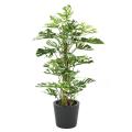 Philo Artificiel Tuteur Coco NEW 160