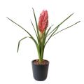 Tillandsia artificiel Bulbosa