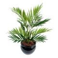 Chamaeodorea artificiel