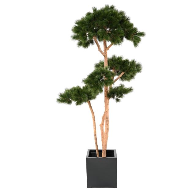 BONSAI ARTIFICIEL PODOCARPUS EN COUPE - Bonsaï méditerranéen