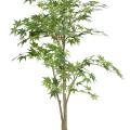 Aralia artificel