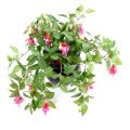 Fuchsia artificiel Chute